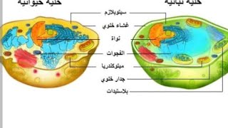 اخر حصة فى درس تركيب الخليه (احياء) الصف الاول الثانوي 2023