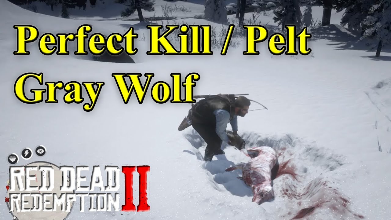 RDR2 Gray Wolf. How to get a Perfect Kill / Pelt? YouTube