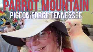 Parrot Mountain Pigeon Forge Tennessee 2022 What's New Our Favorite Attraction