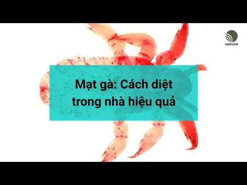 Mạt gà: Cách diệt trong nhà hiệu quả