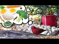 Como preparar pasta de cria para finches, canarios y otros pajaros