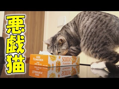 cute-cat-loves-to-get-into-mischief-to-the-tissue-box