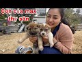 Thăm Đàn Cún Con Của Max Điên Khùng Thợ Săn Số 1 Việt Nam | Săn Bắt Ẩm Thực Vùng Cao