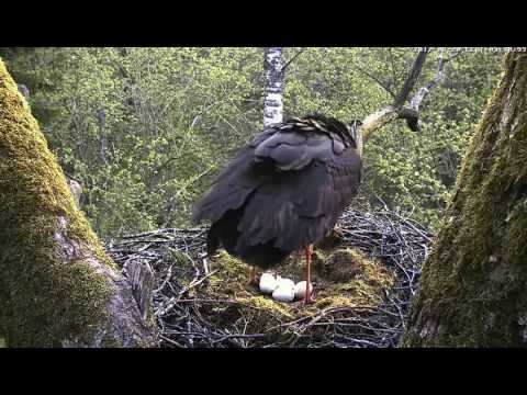 sealight Birth of a Black Stork chick (Ciconia nigra), Estonia 2012