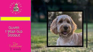 The Tailblazer 2 Week Board And Train