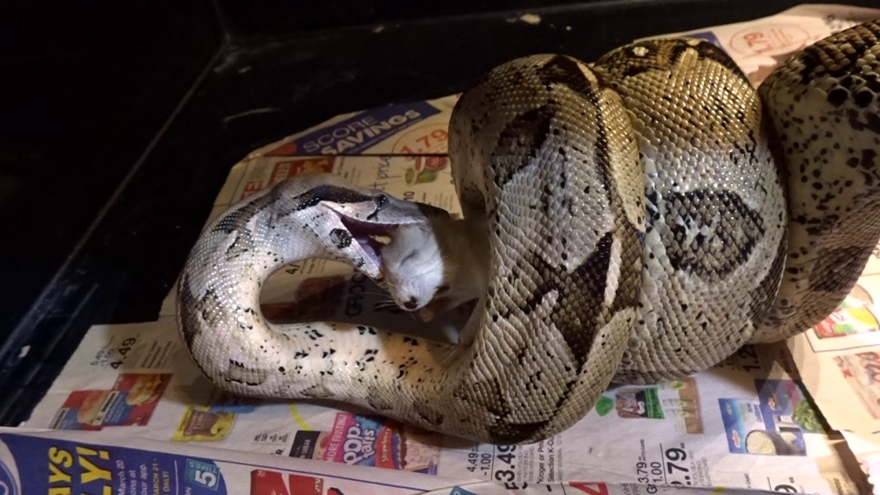 green anaconda feeding Boa constrictor - feeding my 
