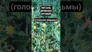 ЗАГОВОР НА ЛУЧШУЮ ДОЛЮ ЧЕРЕЗ ДУХОВ-ТОТЕМОВ #духи #обряд #обряды #обрядыиритуалы #онлайнчистка #дух