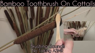 ASMR | Bamboo Toothbrush On Cattails (Reeds) | Brushing Sounds To Soothe & Relax You | NO TALKING