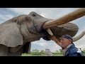 Treating jabu the elephants sulcus  living with elephants foundation botswana