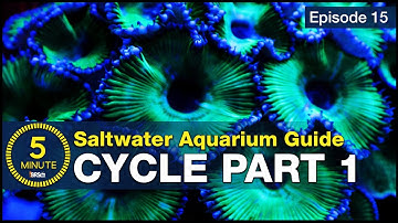 Cycle your saltwater aquarium. Step 1: A new reefer