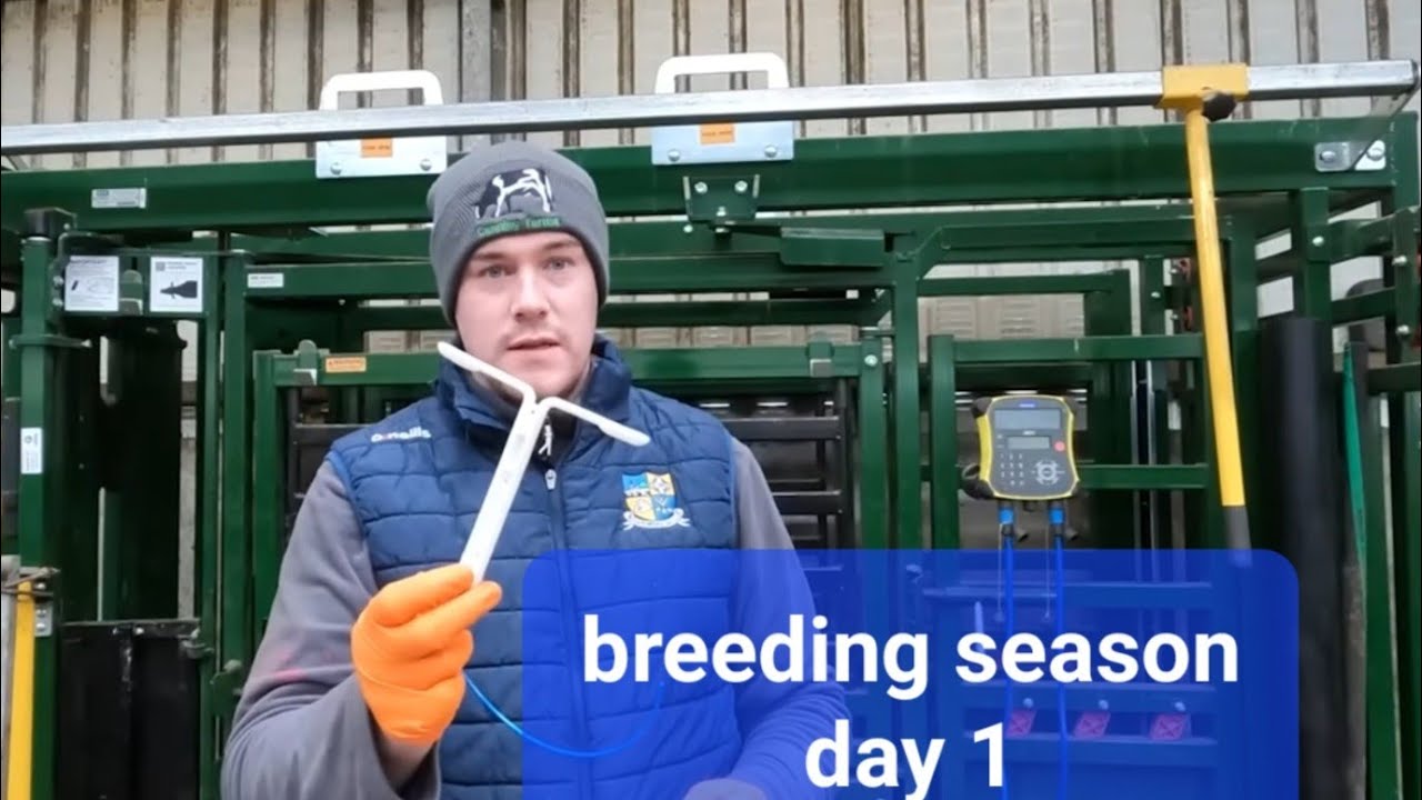 Its the start of BREEDING! inserting CIDRS and TAIL PAINTING heifers