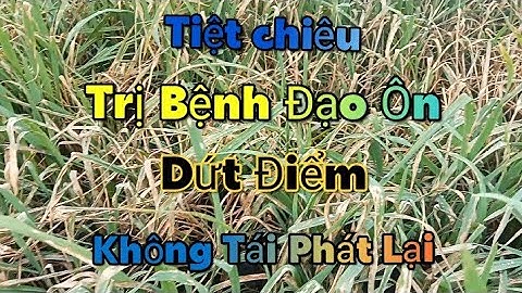 Bài thuốc trị dứt điểm bệnh đạo ôn không tái phát lại | Nông Dân Miền Tây.