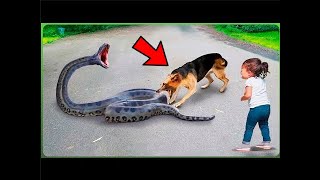 DOBERMAN Salva A Una NIÑA De Una VÍBORA Venenosa. 15 Momentos Animales. Doberman vs Snake