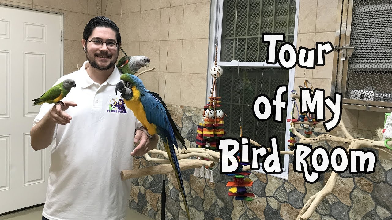 Parrot Wizard Bird Room Tour - YouTube