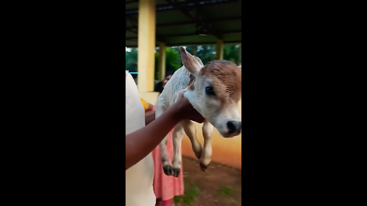 Miniature Punganuru Cattle Below 10inc Height Just Born Babi Nadipathy Goshala