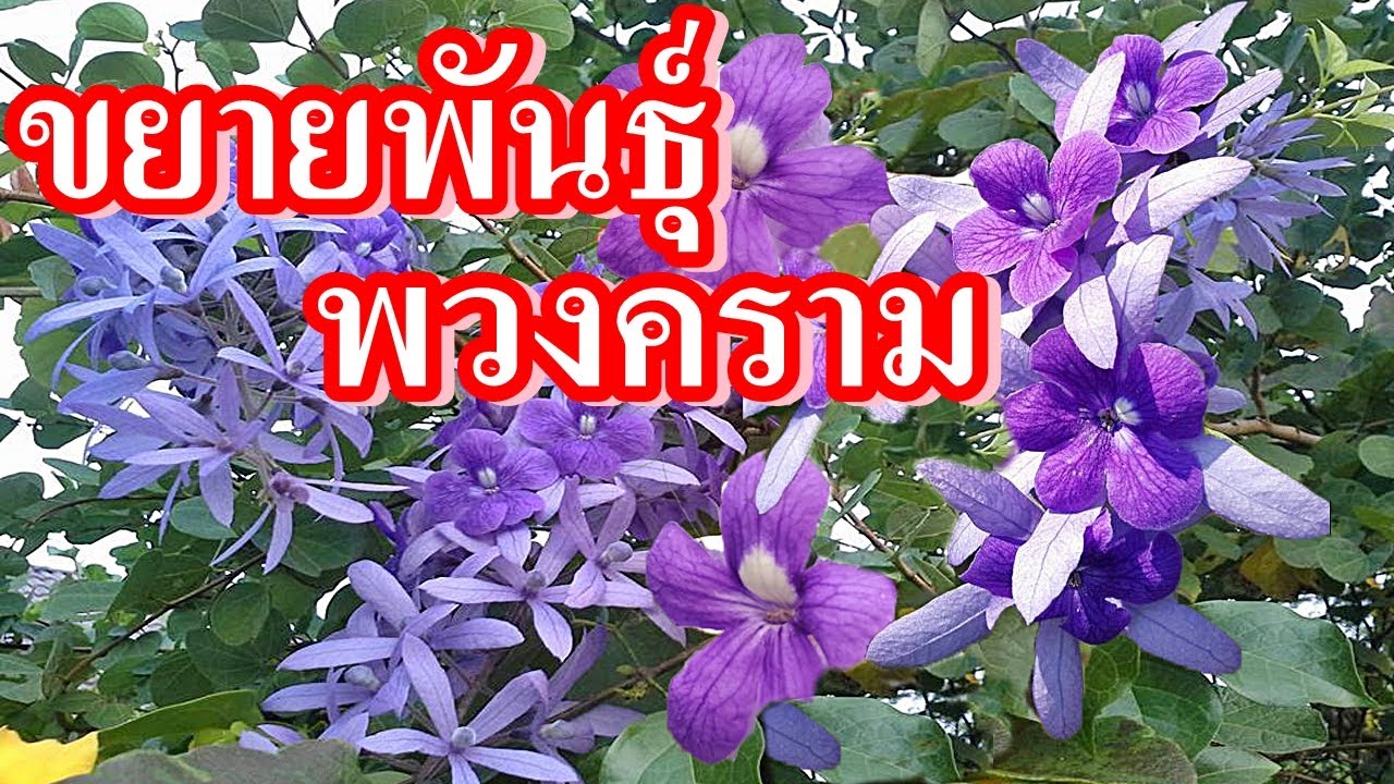 พวงคราม | เพาะเมล็ดปลูกไม้เลื้อย ออกดอกเป็นช่อ สีม่วงคราม