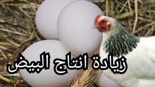 زيادة انتاج البيض عند الدجاج