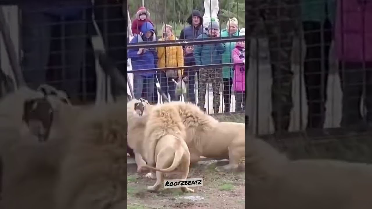 7 Lions savagely attack 1 Lion In zoo park