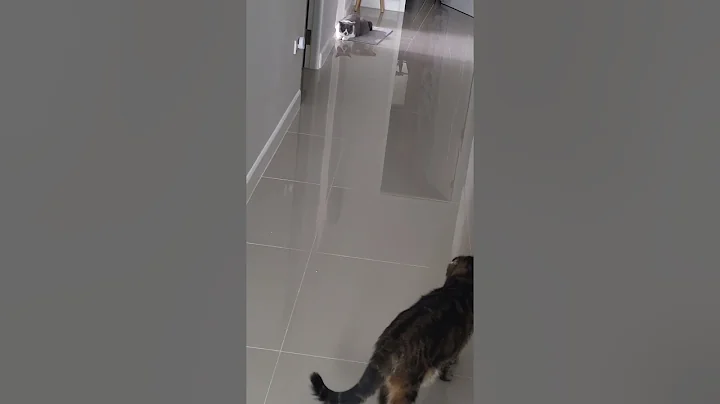 Watch the video about €URO Scottish Fold And SNOW British Shorthair Play