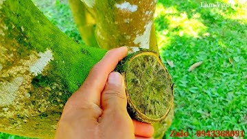 Cây bưởi ruby sau 1 năm ghép cải tạo sẽ phát triển như thế nào