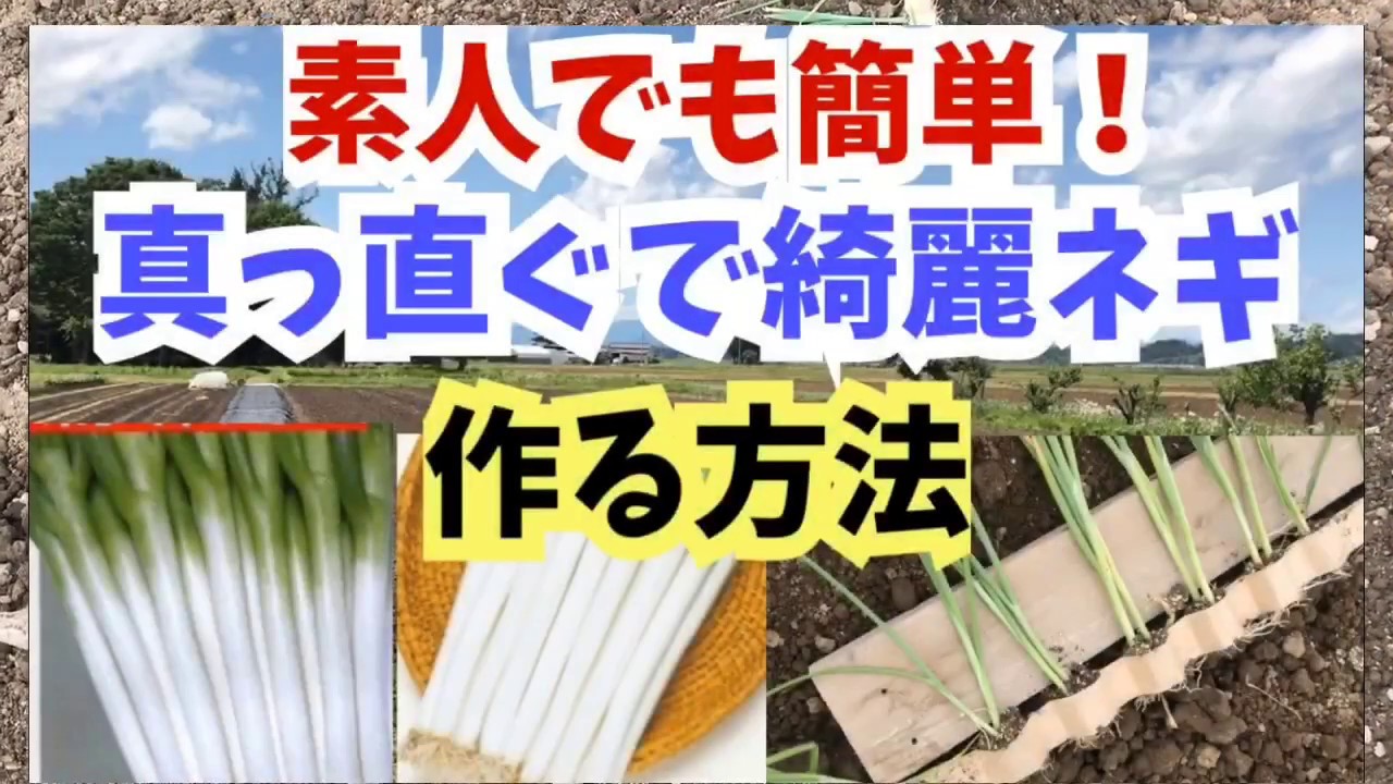 今日の菜園・家庭菜園は素人でも簡単！真っ直ぐで綺麗な長ネギ作る方法