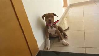 American Pitbull Terrier (2 meses)