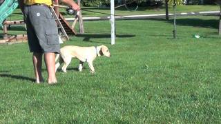 Pointing Lab - Bold Bear Video: Son IKE Pointing Wing - 14 wks - 1.mpg