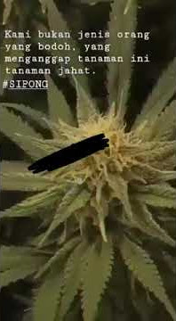Story WA GANJA/jamaika😎