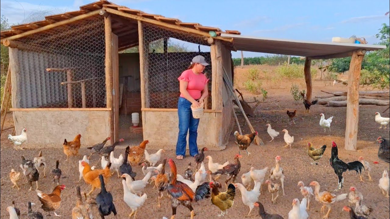  COMO FAZER UM GALINHEIRO PARAR PRODUÇÃO DE GALINHAS GAIPIRA É OVOS *rotina  da roça 