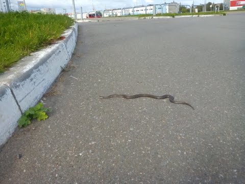 Шок!Огромная змея напала на мою собаку!🐶🐍