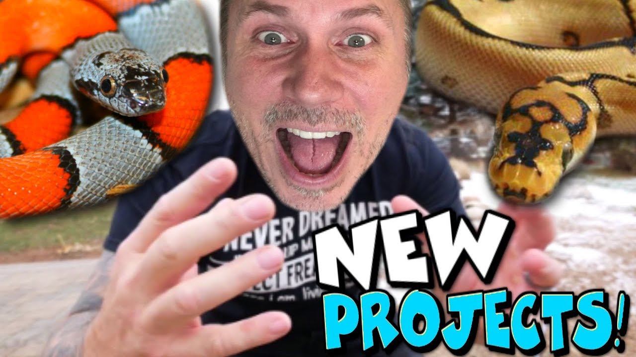 vlogs in spanish AWESOME SNAKE BABIES I'M RAISING UP FOR THE NEW YEAR!!! | BRIAN BARCZYK