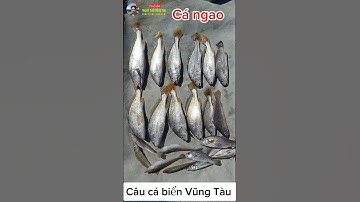 Trùng biển câu cá ngao #caucabien #sea fishing