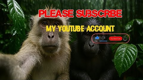 "Rainy Jungle Vlog 🌧️ | Two Tired Monkeys Film in the Rain – Google Veo 3 Vibes"