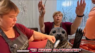 видео: ОЛЬГА УРАЛОЧКА LIVE//ИЗ ЖИЗНИ ЛАСТОНОГИХ// картинка: ОЛЬГА УРАЛОЧКА LIVE//ИЗ ЖИЗНИ ЛАСТОНОГИХ//
