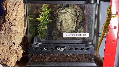 Mourning Gecko Enclosure Build | Terrarium Setup