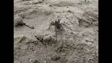 RP355 Effects Processor Home Recording - Nature Blues/Rock Song