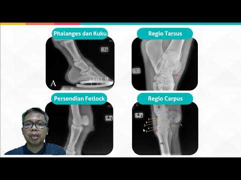 Video: Mengapa Ahli Radiologi Veteriner Sangat Penting