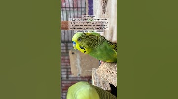 #سورة_الضحى #المصحف #القرآن_الكريم #العراق #ترند #طيور_حب #البادجي #quran #birds #america #budgies