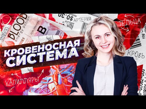 Кровеносная система | Летний курс | БиоФАК 2022