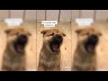 Funny Shiba Inu TikTok Compilation, 10 MINUTES