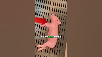 Con heo nằm bất động 🐷