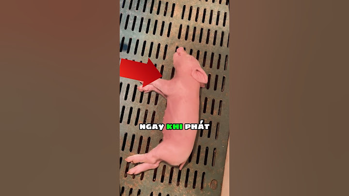Con heo nằm bất động 🐷