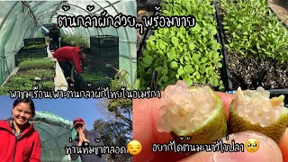 EP.188 พาชมเรือนเพาะต้นกล้าผักไทย ต้นกล้าสวยๆพร้อมขายและส่งไปรษณีย์ ลองชิมมะนาวไข่ปลาอร่อยมากๆ