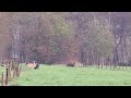 Surprise while watching deer on a sundaymorning wild pigs appear