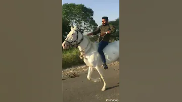Horse Riding Horse Sound Effects Sound Of Horse Legs 