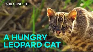 A Leopard Cat Feels Hungry and is Looking for Food