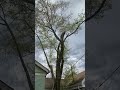 Tree Removal in process video. #treecutting #treeremoval #arborist #garden #shorts