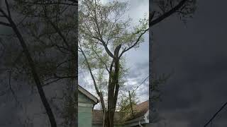 Tree Removal in process video. #treecutting #treeremoval #arborist #garden #shorts