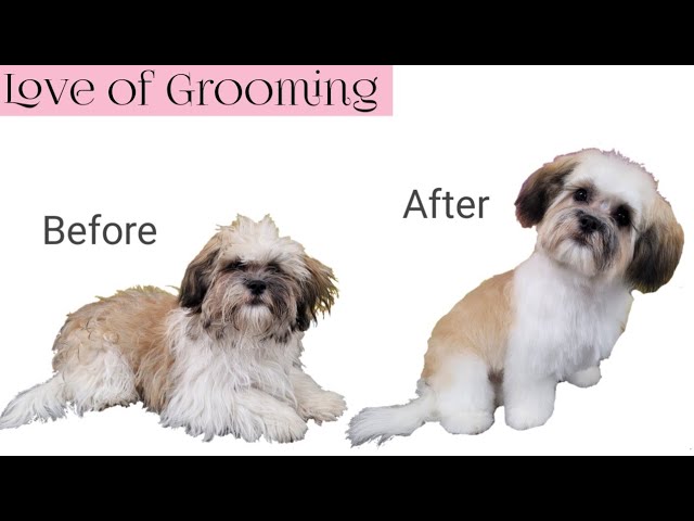 Top Shih Poo Haircuts (With Pictures!) & DIY Grooming Tips - Doodle Doods