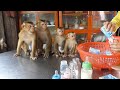 Wohoo Good Discipline & Obedient Monkey | 4 Little Monkey Sit Mannerly Wait Mom Prepare Milk